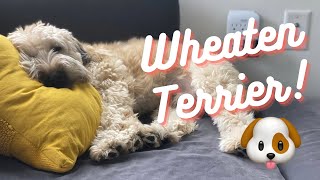 Living With a Soft Coated Wheaten Terrier