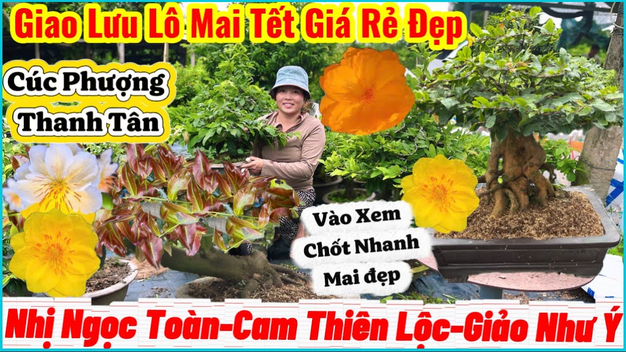 01/09 ☎️0365938100☎️🌴Yellow apricot blossoms for Tet