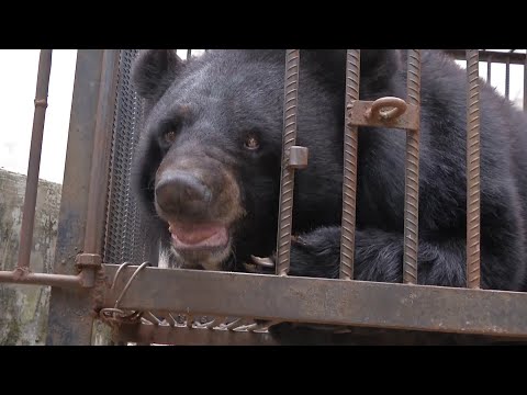 「藏獒寶寶」愈養愈大，真實身份其實是頭熊《國家地理》雜誌