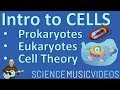 Cell Structure and Function: Unraveling the Basics of Life