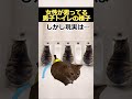 ㊗️300万再生！！【猫ミーム】女性の知らない男子トイレ　#2ch #2ch面白いスレ #猫ミーム #ゆっくり解説 #catmemes