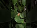 Rana cantando 🐸 #trip #frogcore #puertoviejo #nature #frogsound