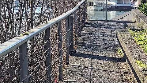 2024-12-05 LJUBLJANA Špica PASSERIFORMES Erithacus rubecula TAŠČICA