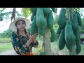 Fresh papaya in my countryside and make papaya salad recipe - Polin lifestyle