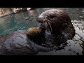 How Sea Otters Help Keep Oceans Healthy
