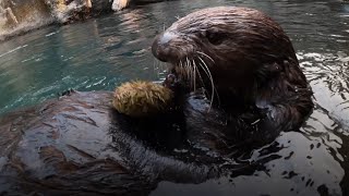 How Sea Otters Help Keep Oceans Healthy