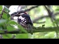 Звуки дятла и его птенцов - живые пищалки ;) Woodpecker - live squeaker #звукидятла #woodpeckercall