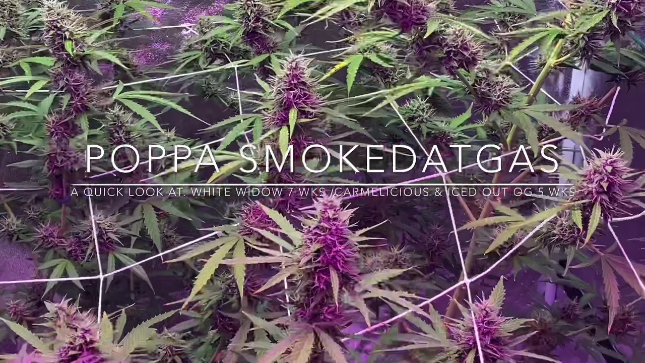 WHITE WIDOW, CARMELICIOUS and ICED OUT OG, (Flowering) Quick View, Sneak Peak!