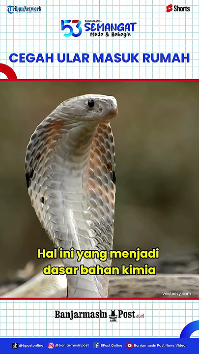 Pakar Ungkap Cara Mengusir Ular agar Tidak Masuk Rumah