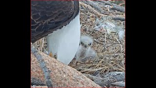 03-10-22 Big Bear Lake Bald eagles; front view chick snack.