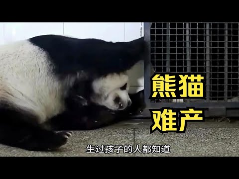 你知道熊猫妈妈生产前有多难受吗？这只熊猫竟然难产持续一天多时间，整个过程真的太让人心疼了！