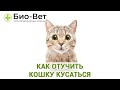 Почему Кошки и Коты Кусаются? // Как Отучить Кошку Кусаться // Сеть Ветклиник БИО-ВЕТ