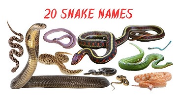 Snake Names for Kids | Learn 20 Different Snakes | Preschool Learning Video