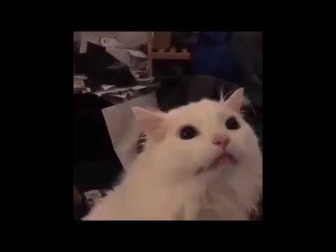 thurston waffles meme but its cut mid-scream
