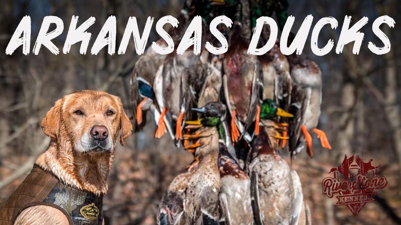 Duck Hunting In Arkansas With Good Friends YouTube