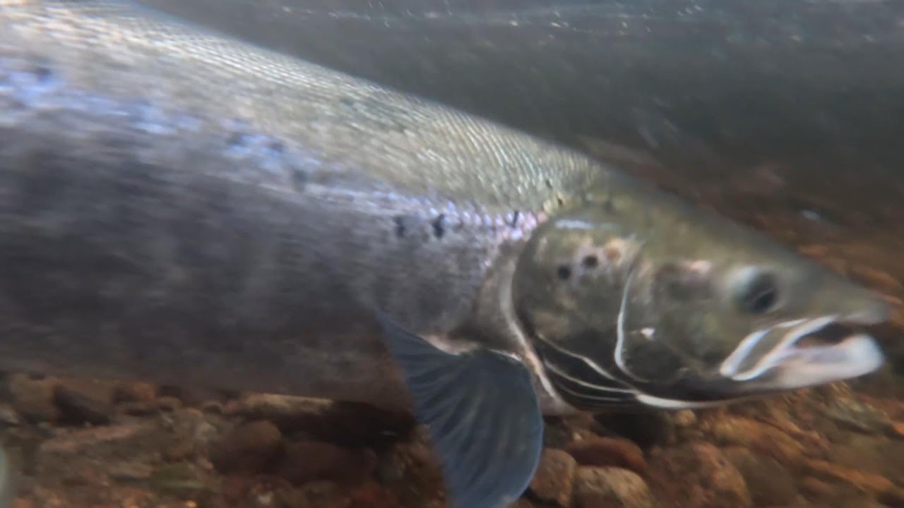 Laksen biter i sone 3