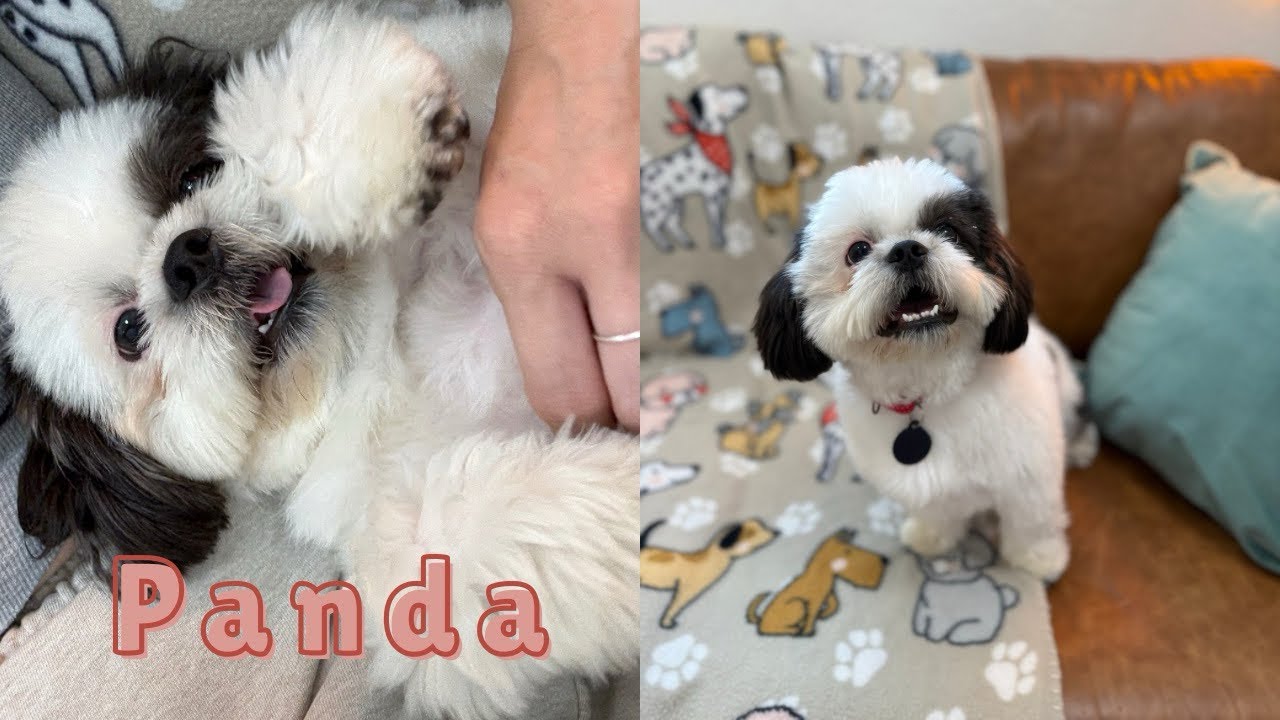 The blue-eyed Shih Tzu, Panda! - YouTube