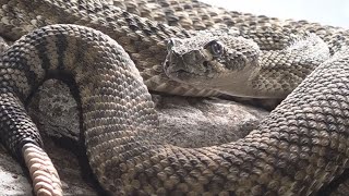 Safety tips to prevent snake bites