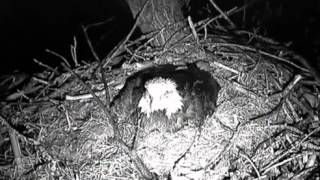 Decorah eagles' nest in torrents of rain [Ustream]