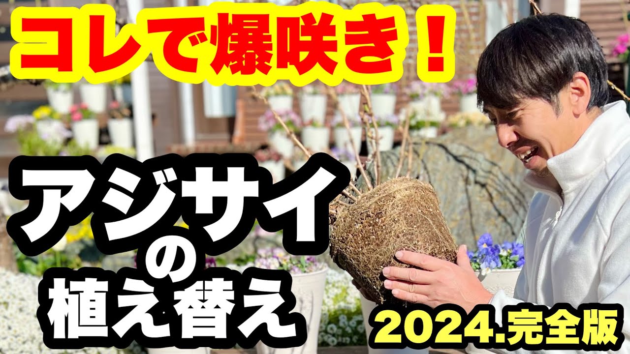 ■【紫陽花の植え替え】完全版！これさえ見れば間違えない！