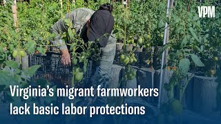 Virginia’s Migrant Farmworkers Lack Basic Labor Protections by VPM 1 month ago 8 minutes, 41 seconds 96 views
