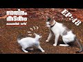 പൂച്ചപ്പയറ്റ് ! | Puppykuttan Webseries EP 48 | Malayalam Comedy Animal Fun Dub