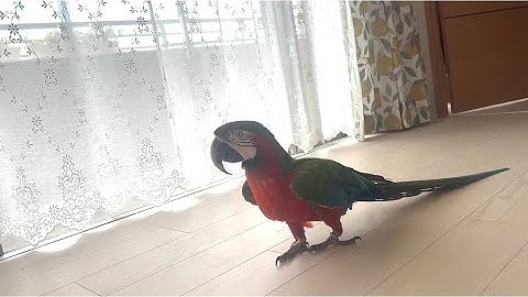 🥝Kiwi kiwi kiwi🍉🥚🍅