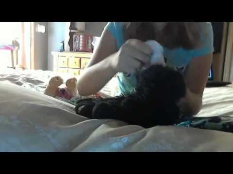 Come fare un Webkinz Halter Dress! (A MODO MIO)