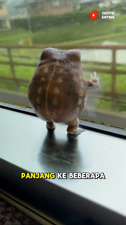 Proses Katak Dari Telur Hingga Dewasa Yang Lucu