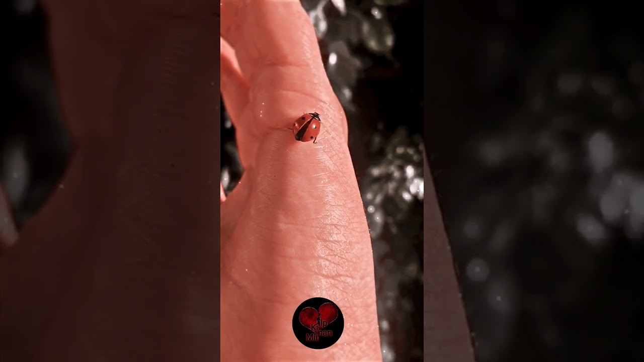 Çocukluğumun en güzel yanıydı Uğur Böceklerinin Uğur getireceğine inanmak 🐞 