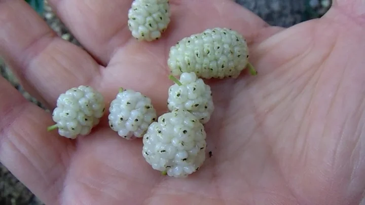 Moras blancas