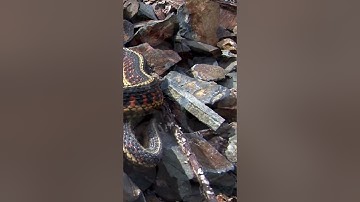 Essential Tips for Snake Encounters 🔑📝