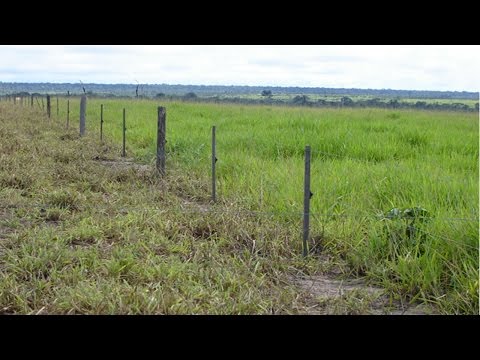 Curso Pastoreio Voisin para Gado de Corte - A planta e a sua Relação com o Pastejo