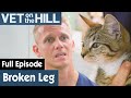 🐱 Cat’s Left Leg Needs A Salvage Procedure | FULL EPISODE | S03E04 | Vet On The Hill