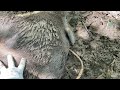 有害鳥獣捕獲員の日常74【毎日通った場所が獣道になったので罠を仕掛けたらイノシシが掛かった】