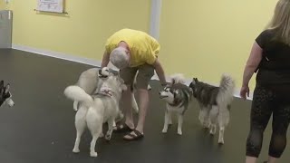 Anytime Puppy Playground Opens In Apple Valley