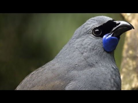 Los cantos de aves más bellos