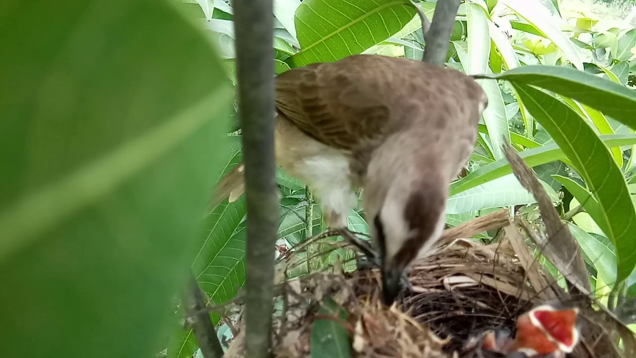 Melihat anaka burung terucukan 