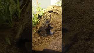 Highly Invasive Animals (Part.1 like for part 2) #invasivespecies #CaneToad #Animals #Nature #Shorts