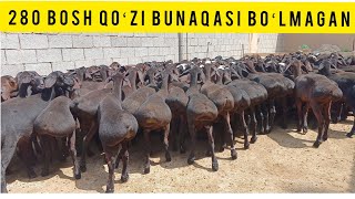 280 BOSH QOʻZI QOʻCHQORLAR KELDI SHOSHILAMIZ