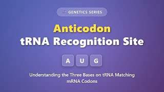 Celebrity Anticodon Explained: tRNA Recognition Site & Codon Matching | Genetics Tutorial Wealth