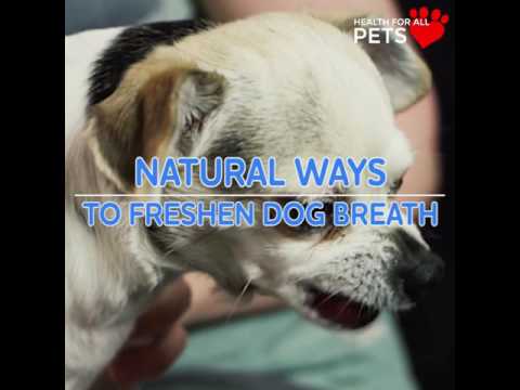 camera iphone 8 plus apk natural ways to freshen dog breath