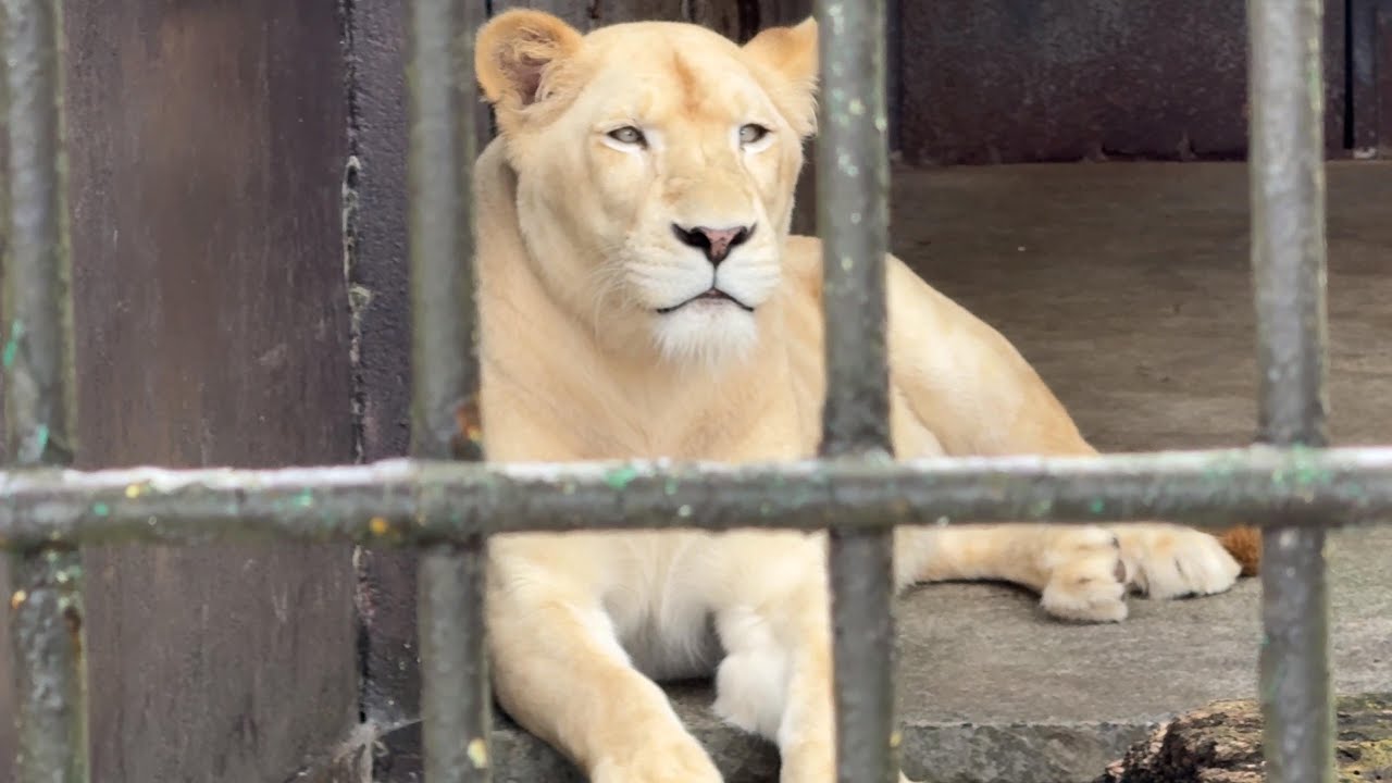 しばライオン 様 楽天市場】【レゴ 認定販売店】 レゴ ディズニー100 ライオン