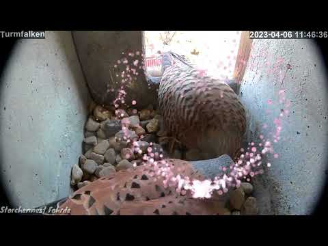 Fohrde Kestrel Pair April 6 2023 live cam preview