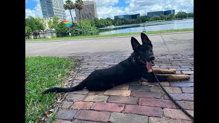 5 Month Old German Shepard &quot;Gozer&quot; | Orlando Dog Trainers| Central Florida Trainers| Trainer Taylor