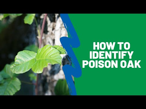 Como identificar Poison Oak