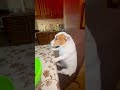 more beats on the channel #dog #memes