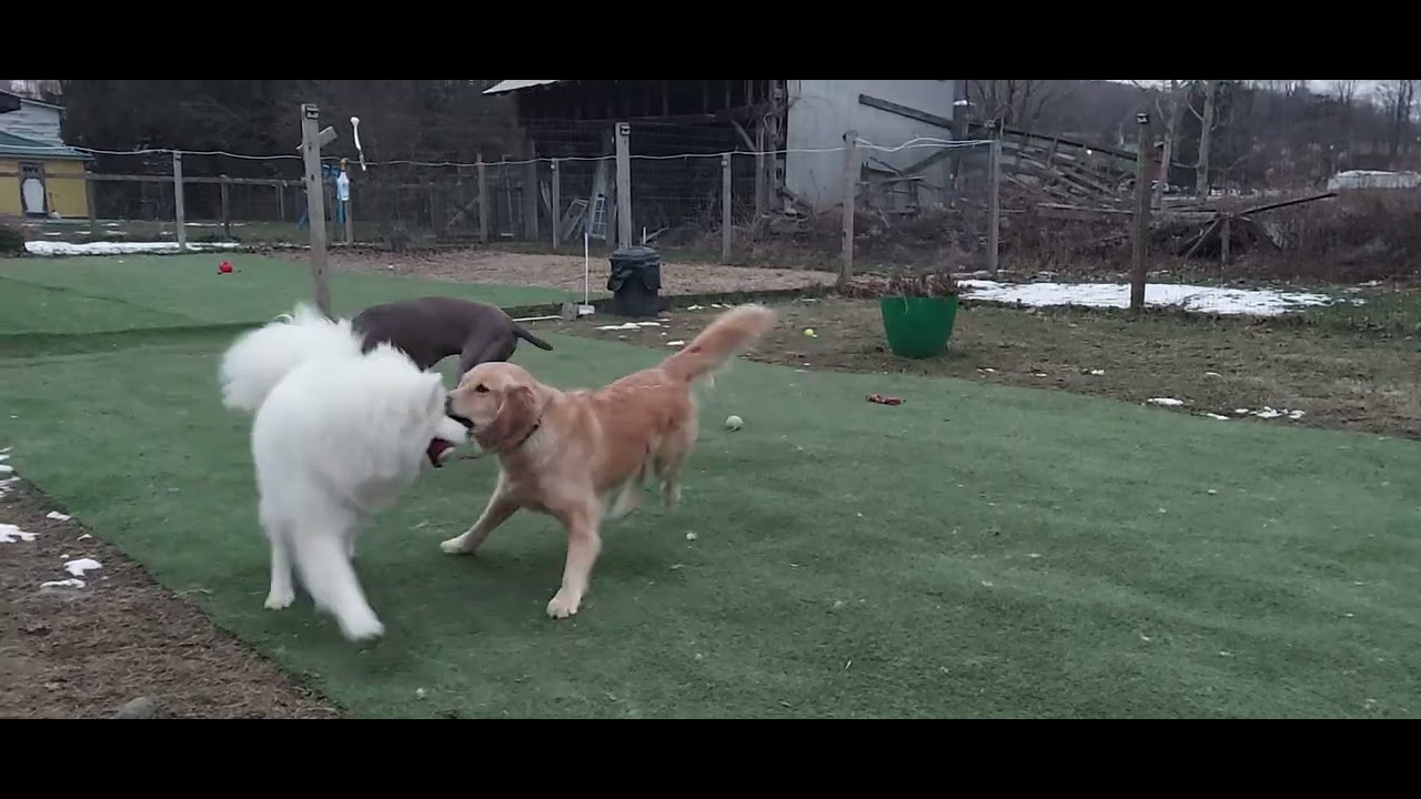 Coconut,  Gamma and Juju fun