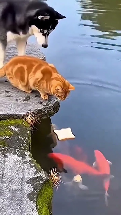 Unahan mo na🤣🤣🤣 #funny #animallife #funnyclip #cat #entertaininganimals #funnyanimals