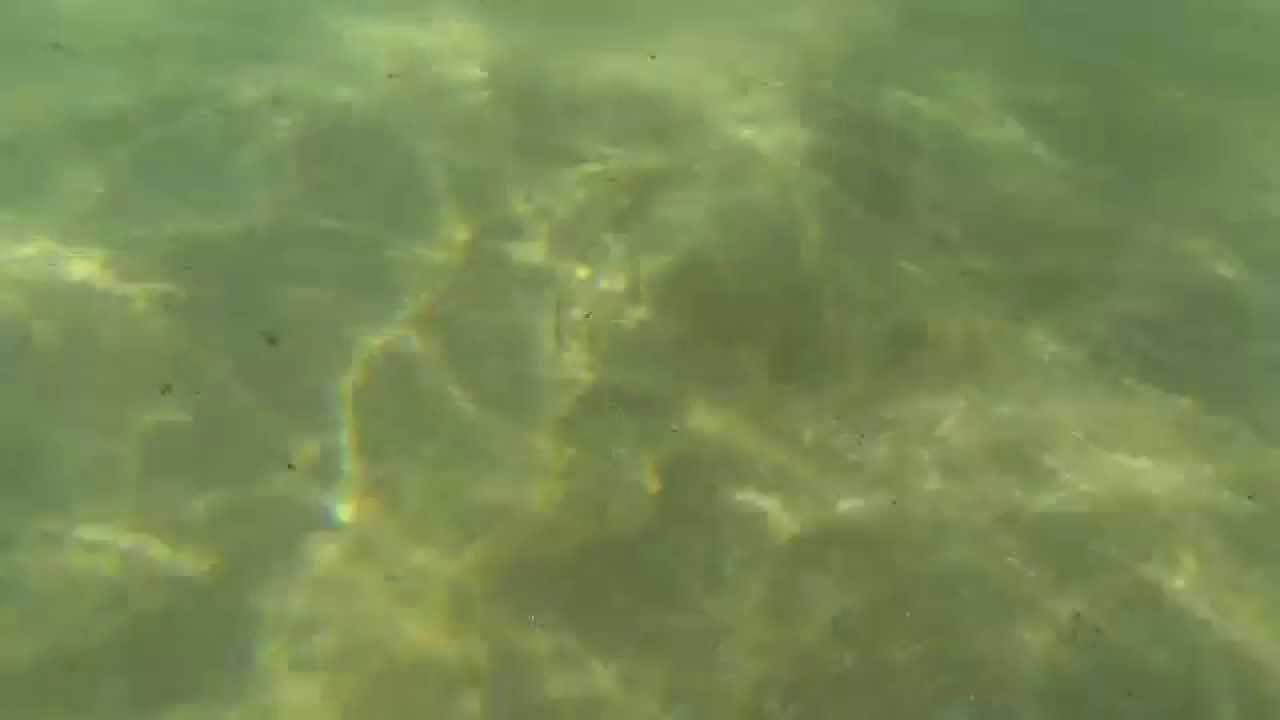 Laguna Bluebelt- California Butterfly Ray- Shaw's Cove, Laguna Beach State Marine Reserve